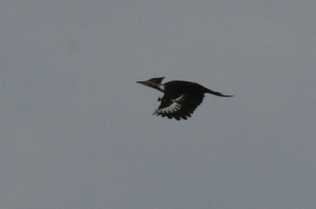 Pileated Woodpecker - ML612883126