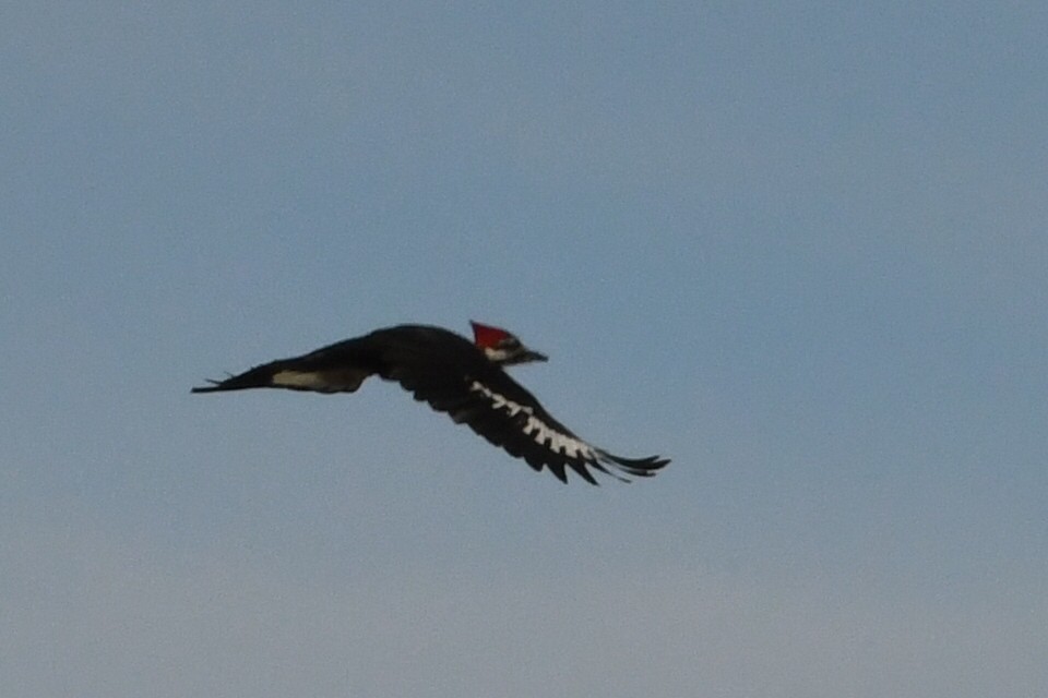 Pileated Woodpecker - ML612883127