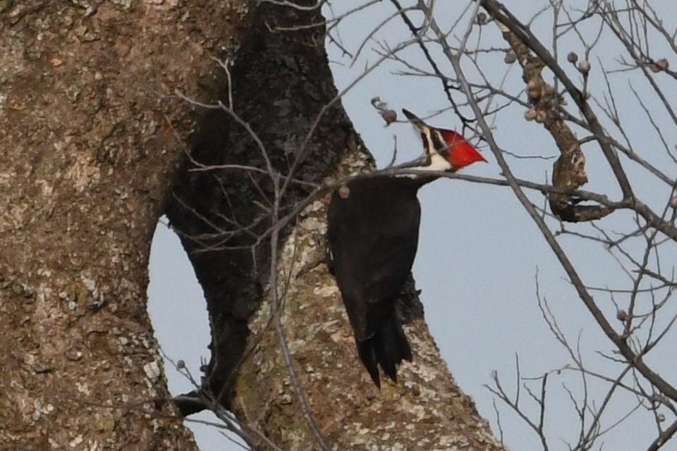 Pileated Woodpecker - ML612883128