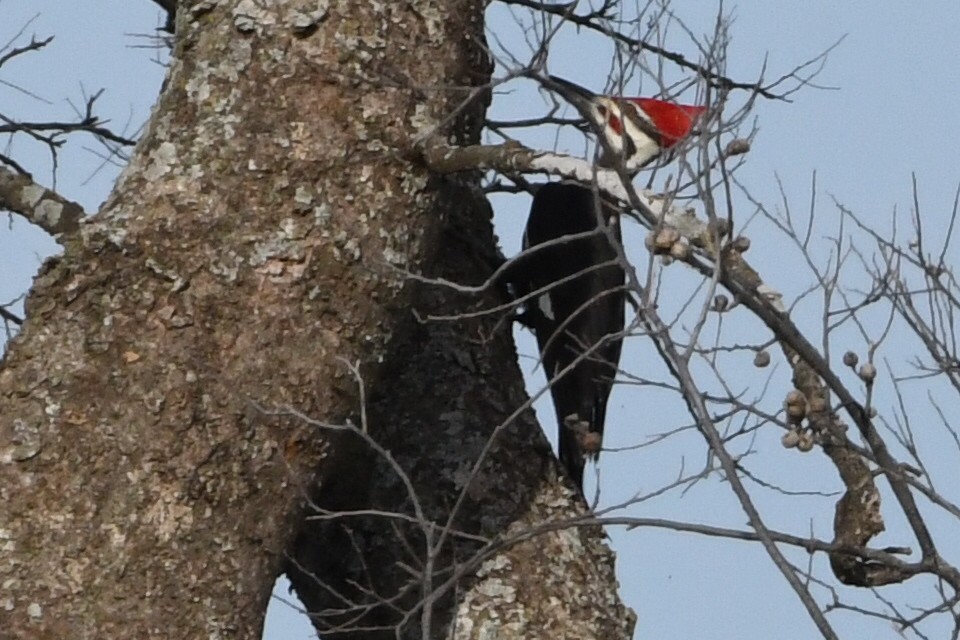 Pileated Woodpecker - ML612883129