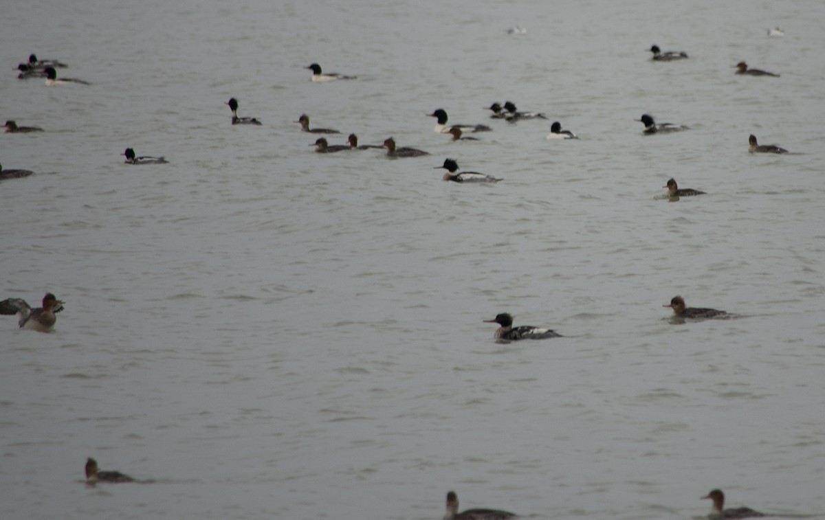 Red-breasted Merganser - ML612883131