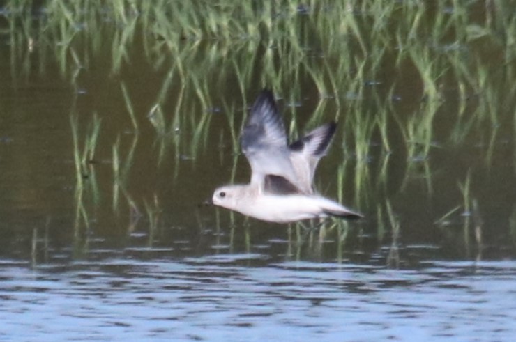 Black-bellied Plover - ML612883221