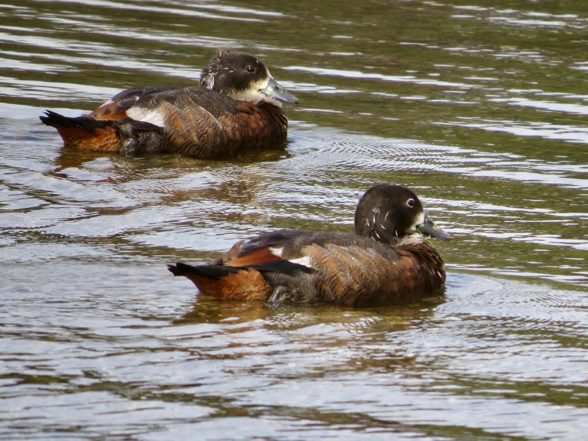 Paradise Shelduck - ML612883274