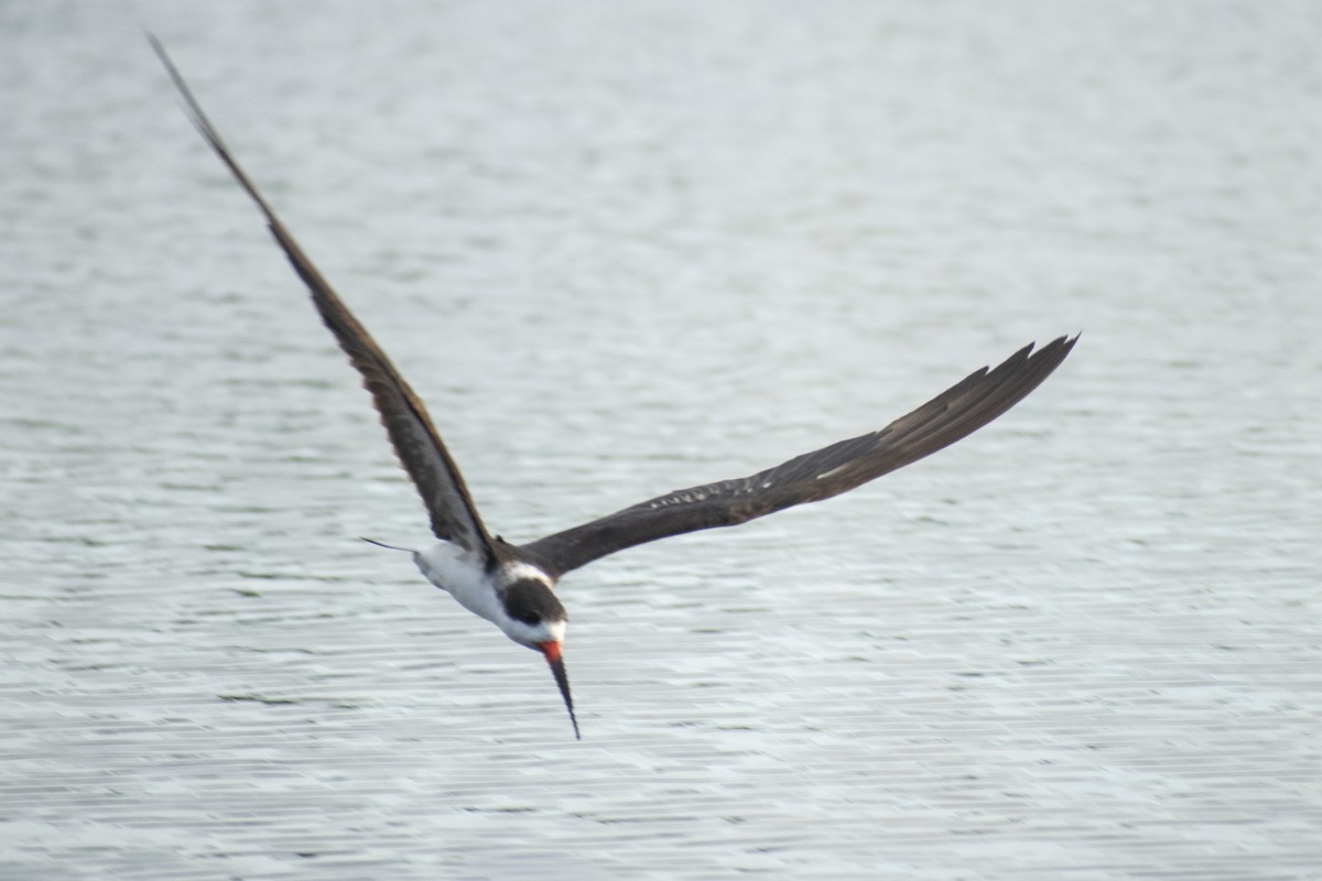 Black Skimmer - ML612883335