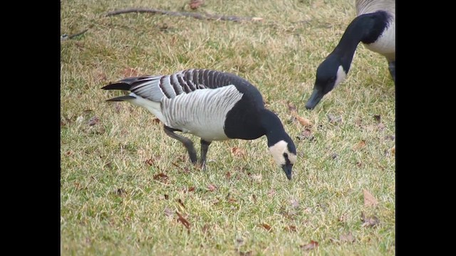 Barnacle Goose - ML612883387