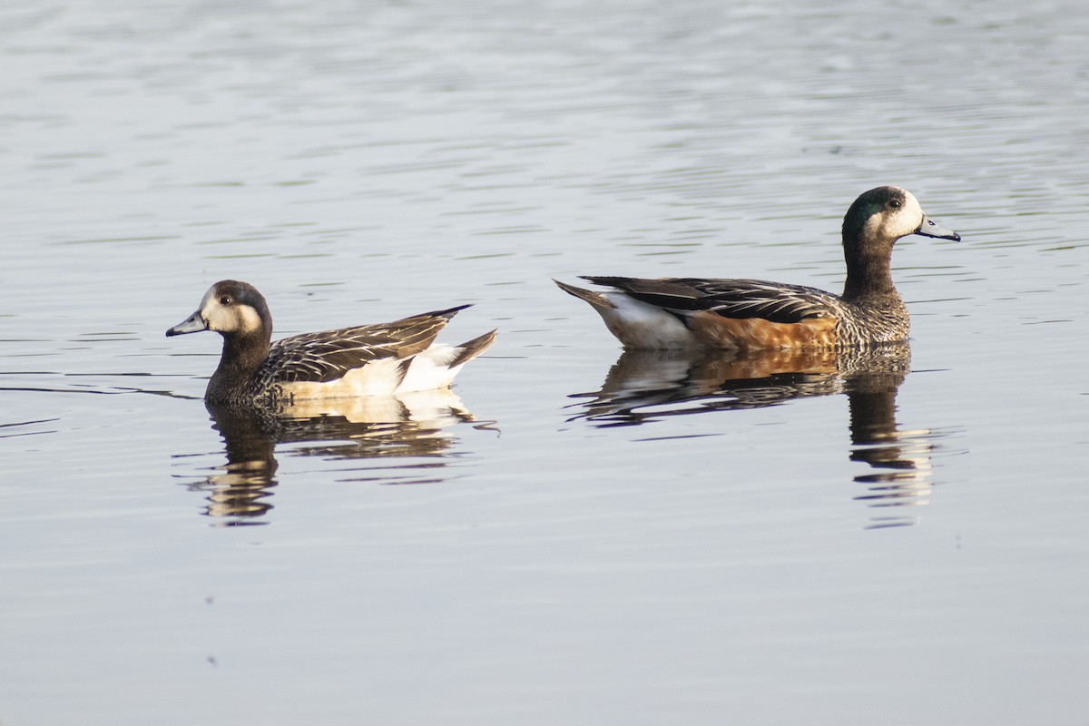 Chiloe Wigeon - ML612883439