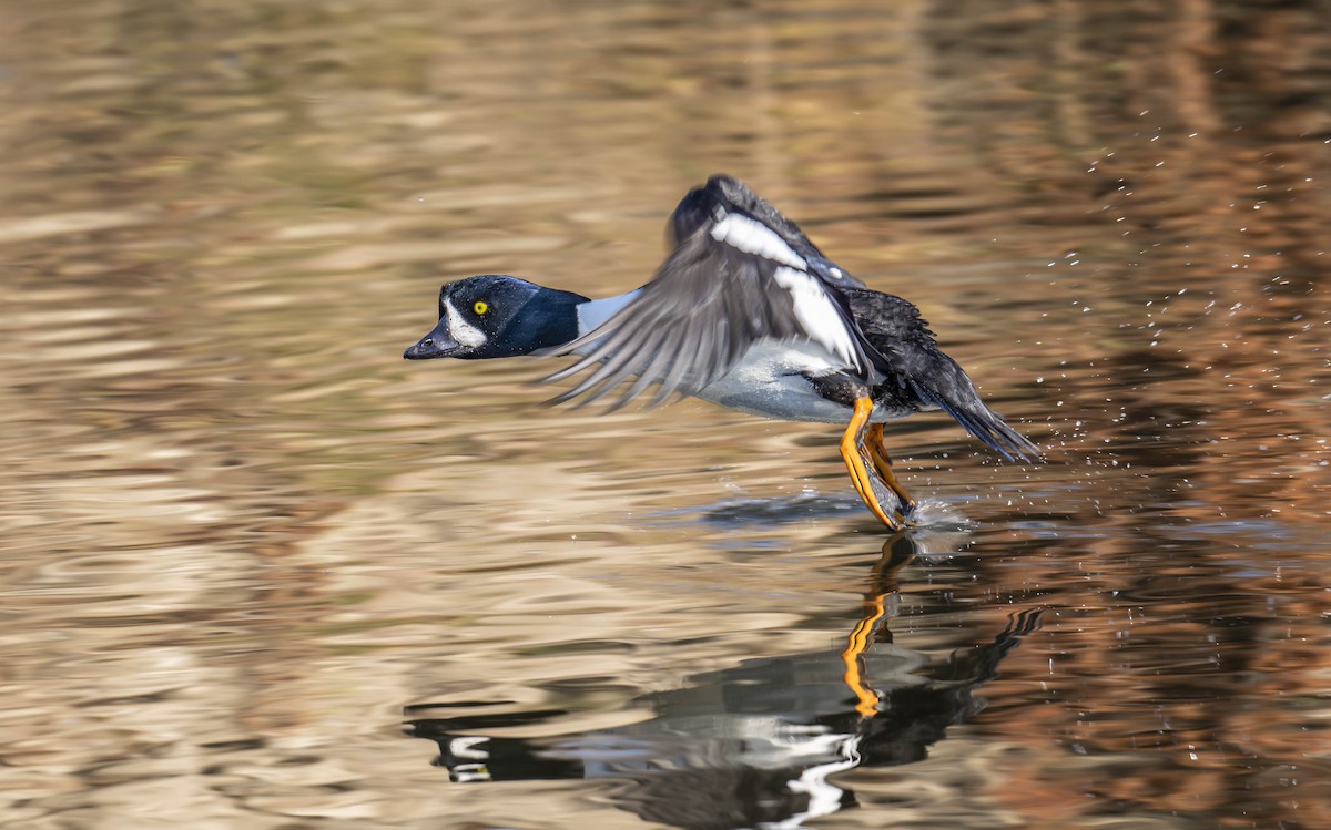 Barrow's Goldeneye - ML612883454