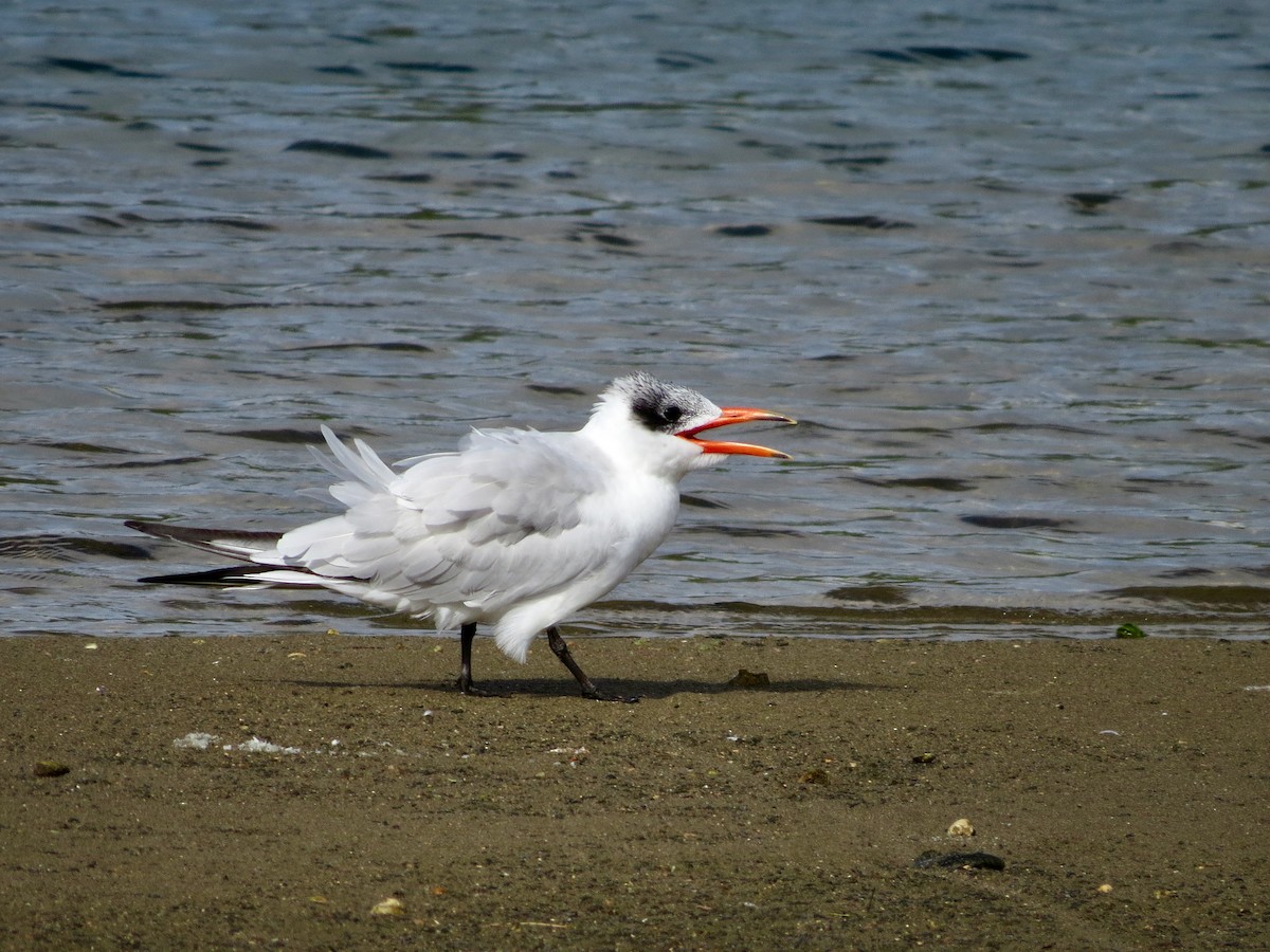 Caspian Tern - Leona Mukai