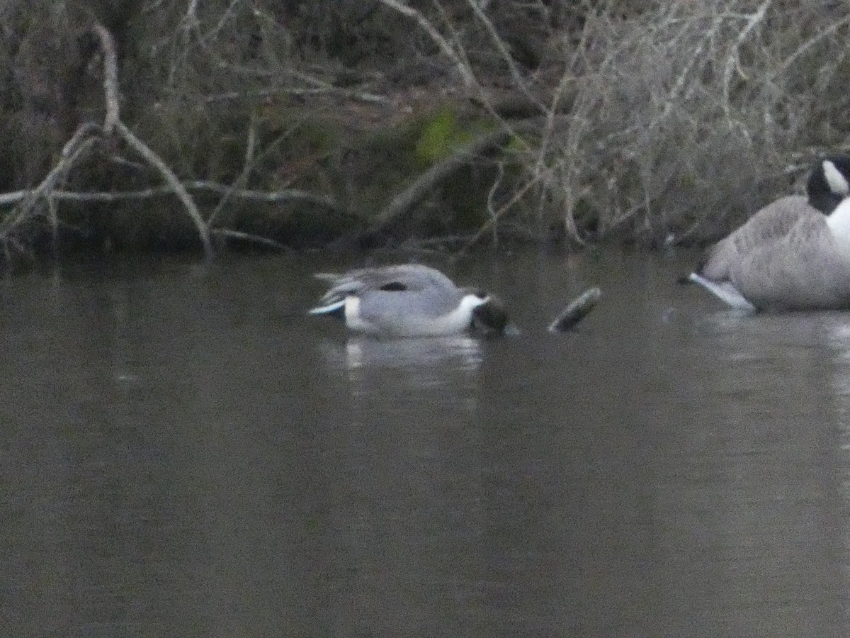 Northern Pintail - ML612883667