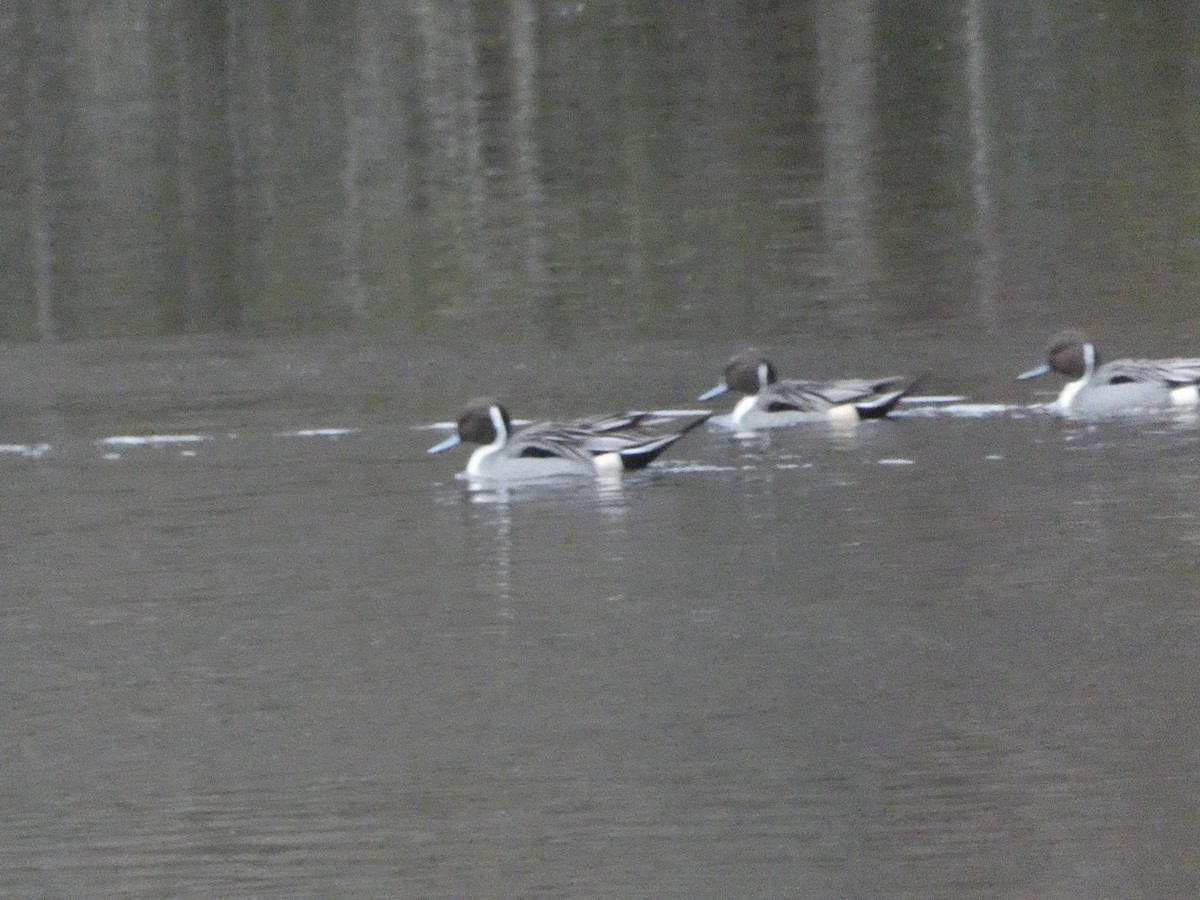 Northern Pintail - ML612883669