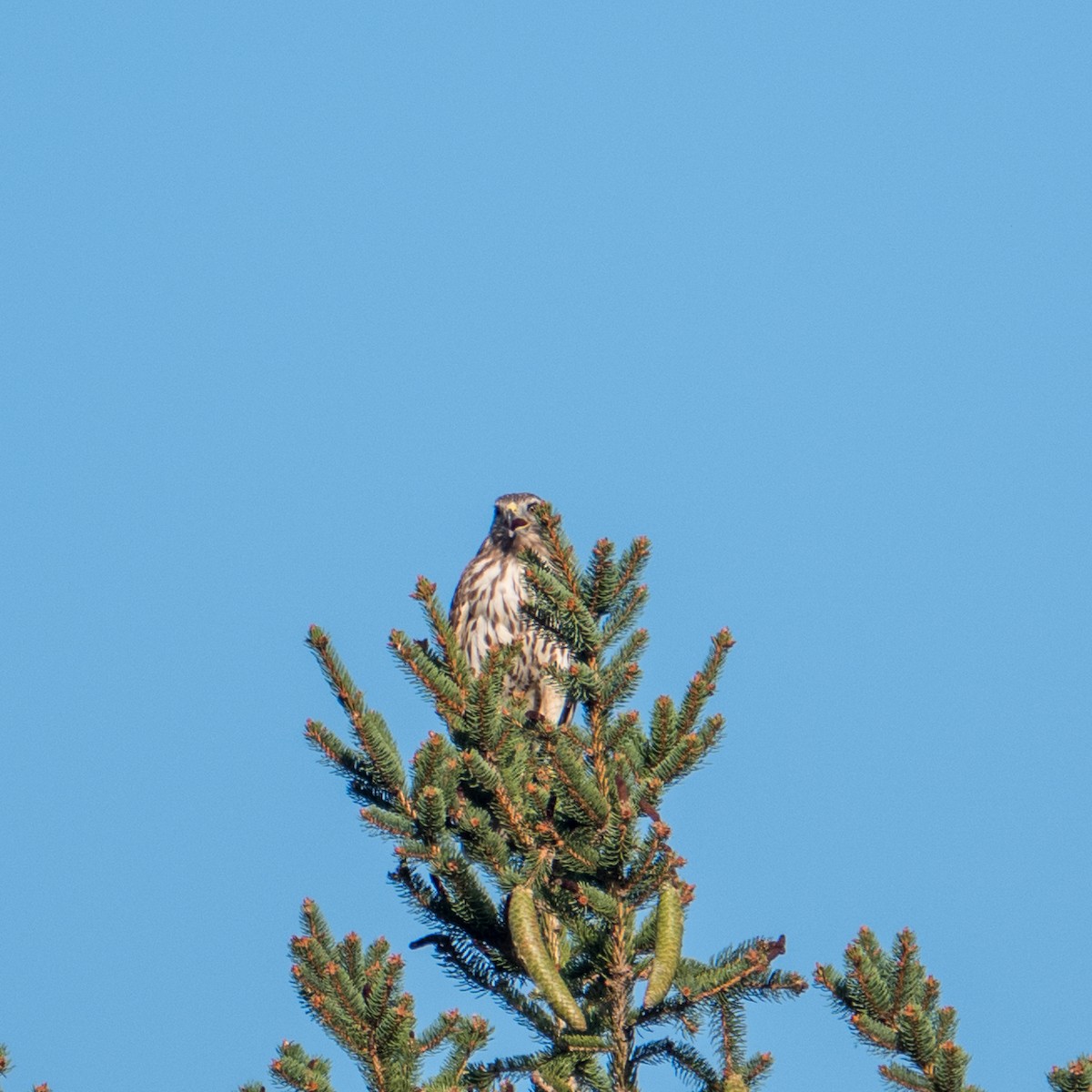 Red-shouldered Hawk - ML612883688