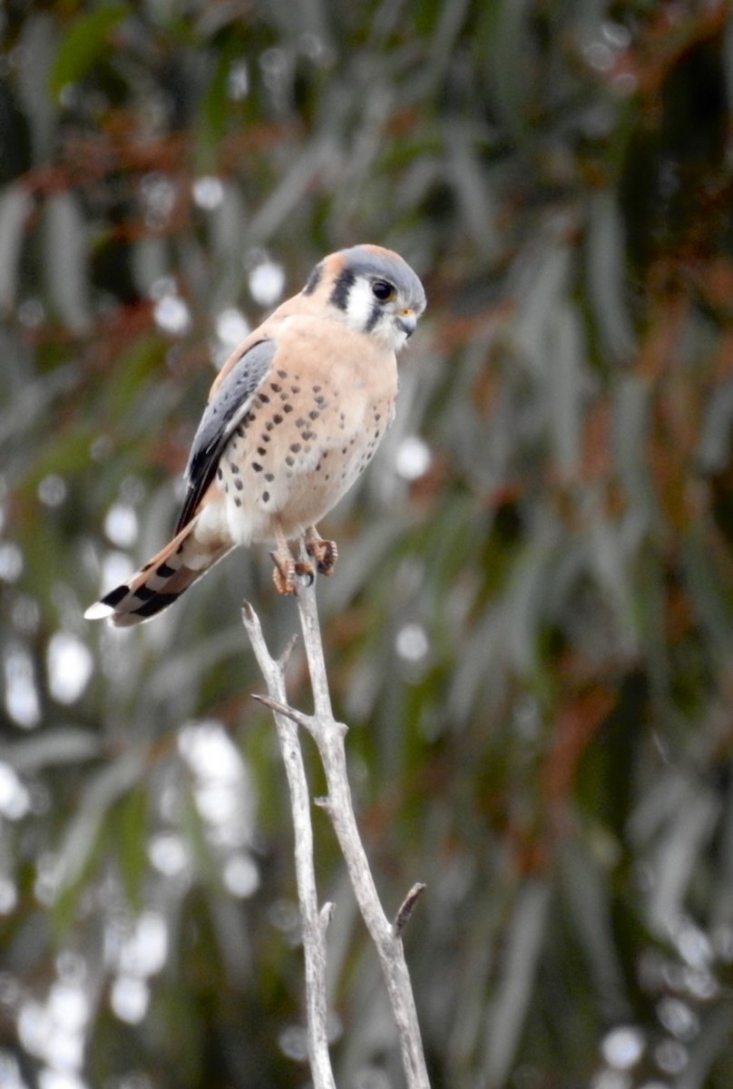 poštolka pestrá - ML612883731