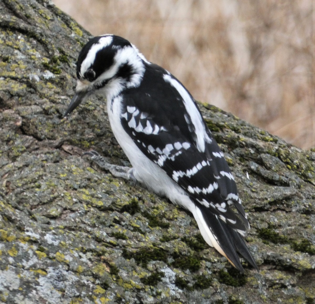 Hairy Woodpecker - Lily Higgins