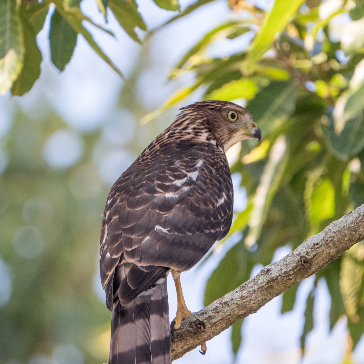 Cooper's Hawk - ML612883765