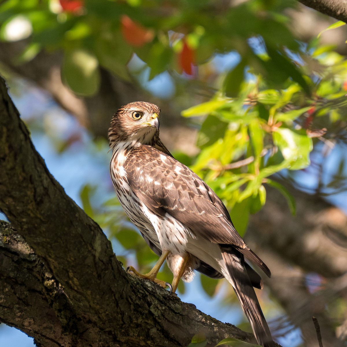 Cooper's Hawk - ML612883767