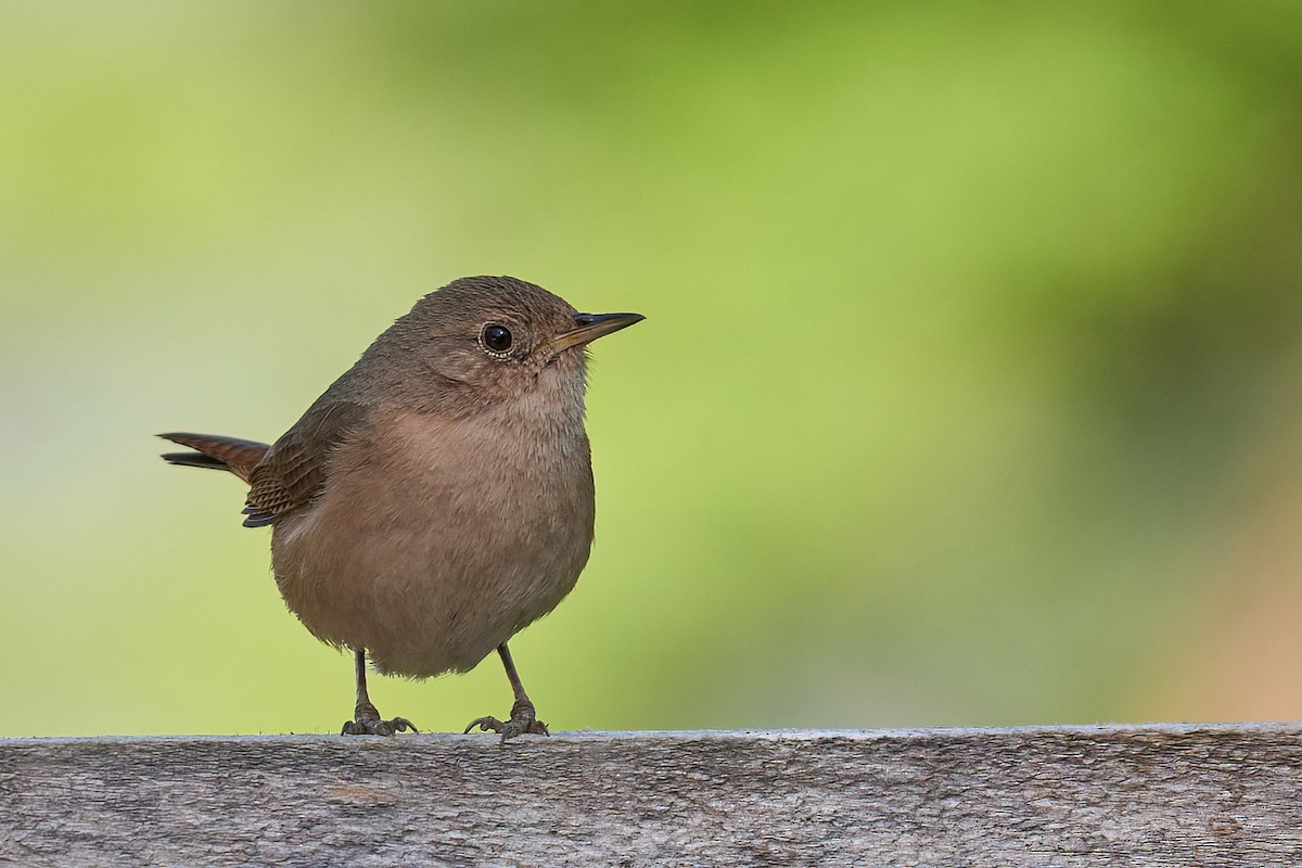 House Wren - Leonardo Guinez