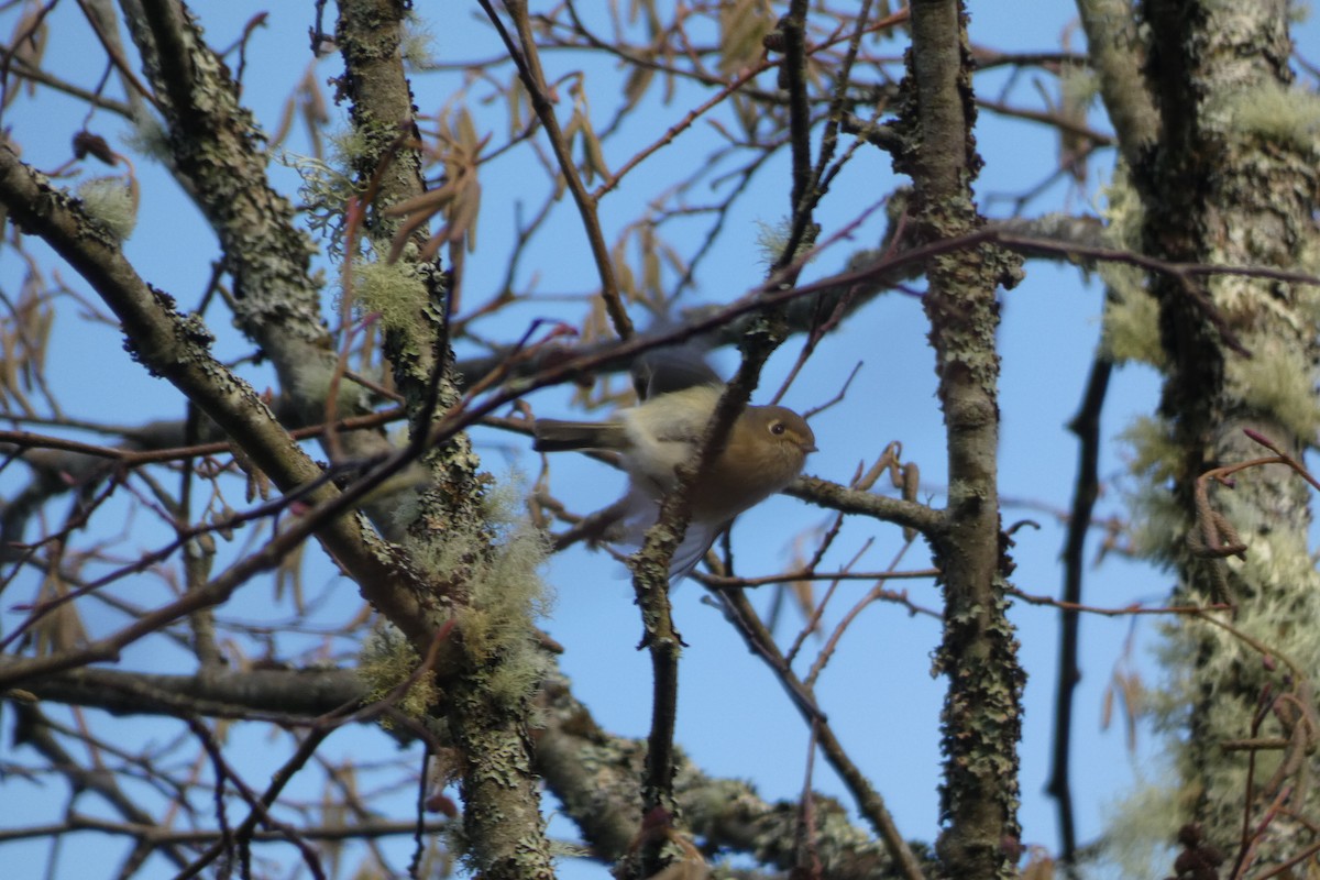 Hutton's Vireo - Andrew & Karen Westerhof