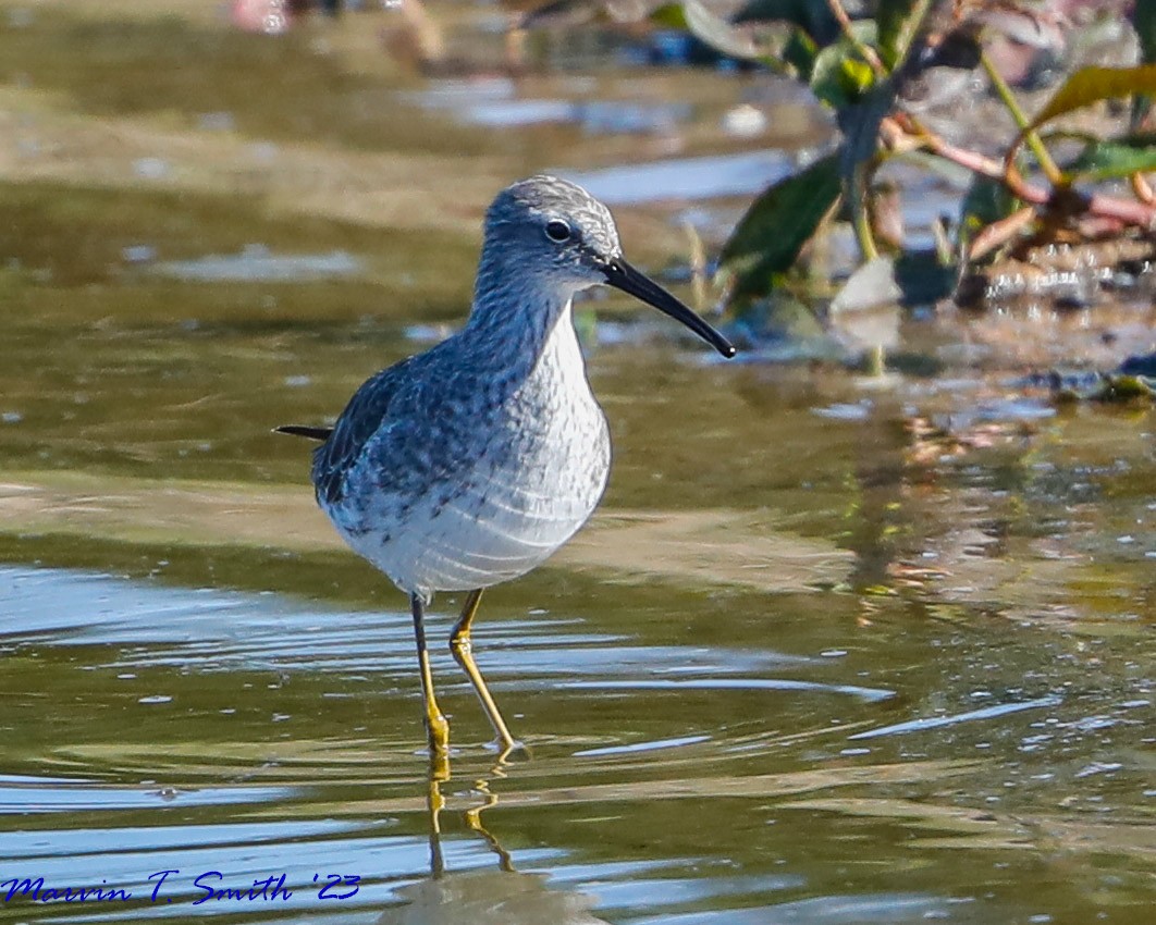 Stilt Sandpiper - ML612883881