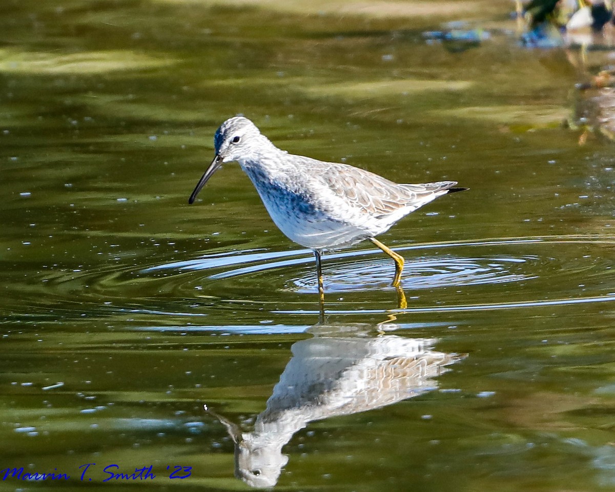 Stilt Sandpiper - ML612883882