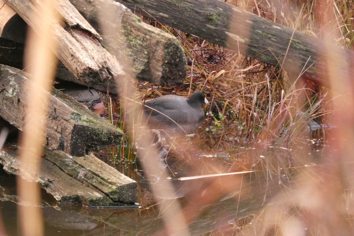 American Coot - Andrew & Karen Westerhof