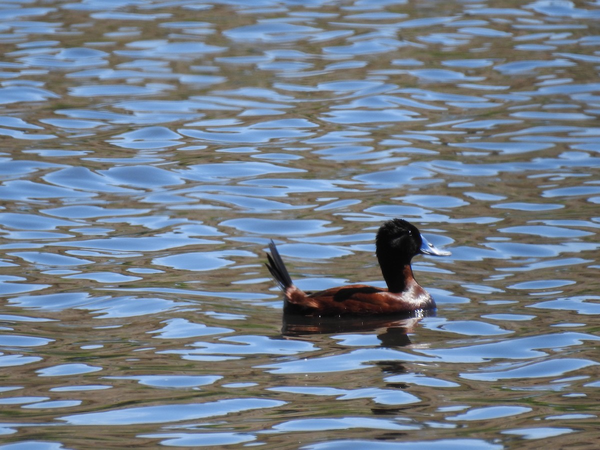 Andean/Lake Duck - ML612883908