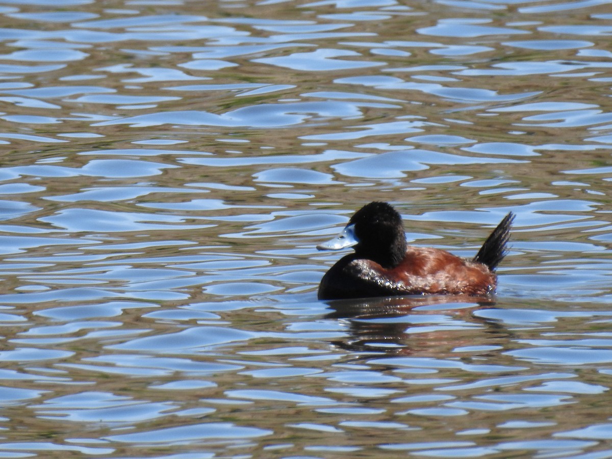 Andean/Lake Duck - ML612883910
