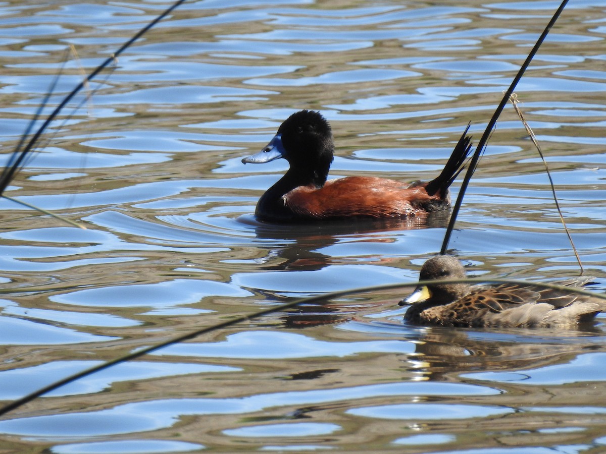 Andean/Lake Duck - Mariano Jalil Bueri