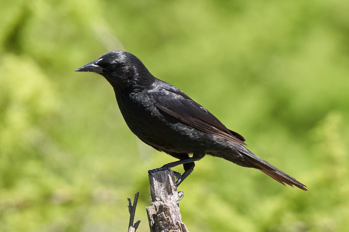 Austral Blackbird - Leonardo Guinez