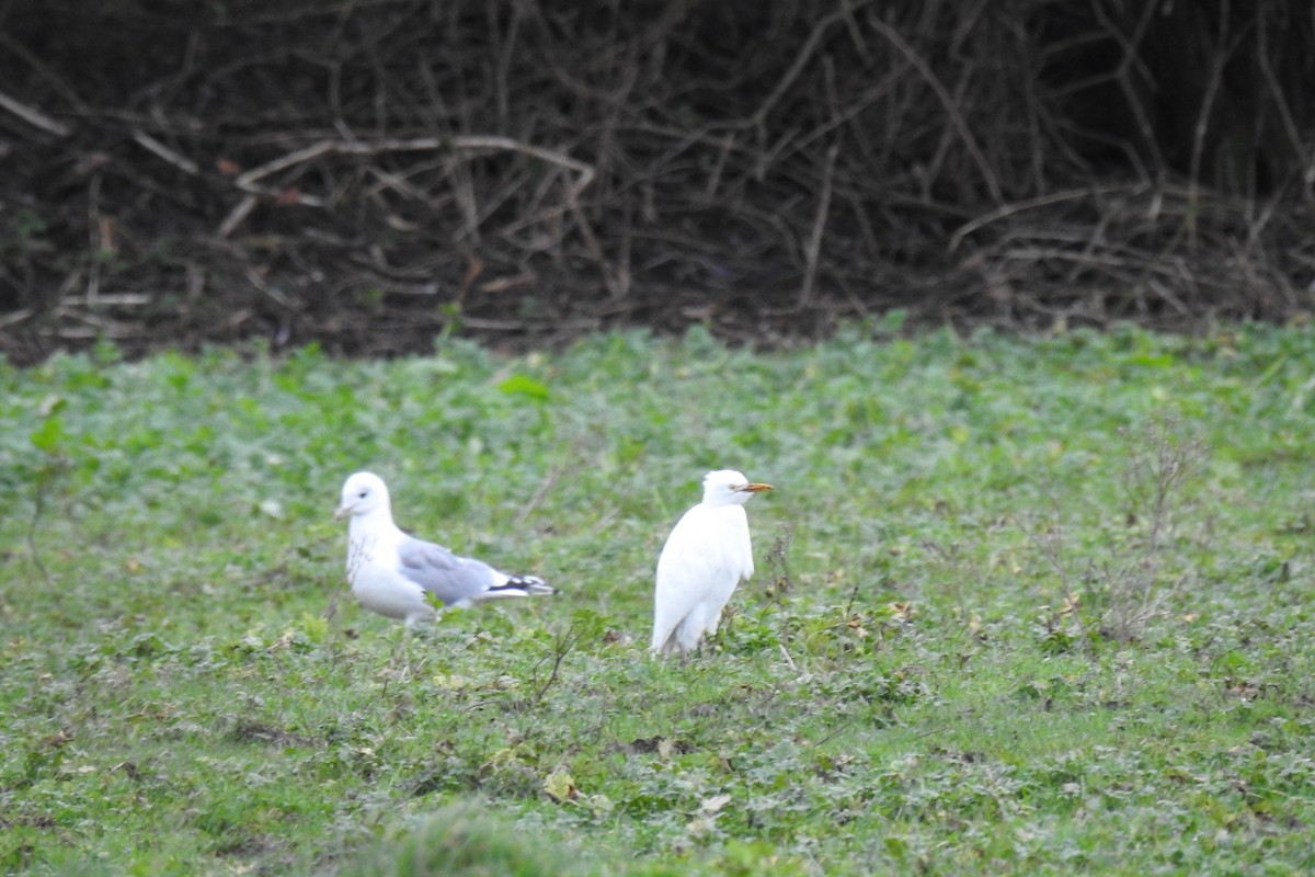 Western Cattle Egret - ML612884032