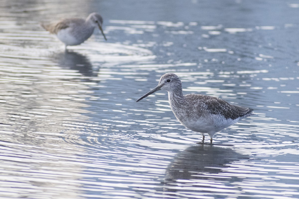 Greater Yellowlegs - ML612884068