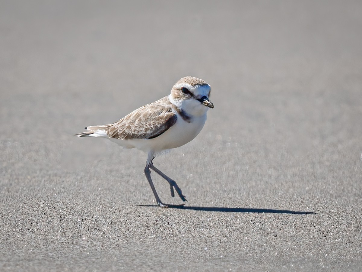 Snowy Plover - ML612884082