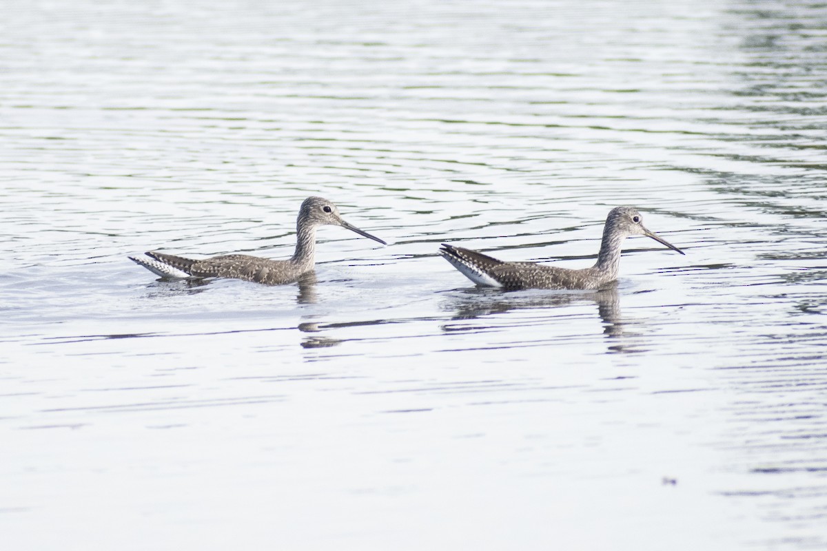 Greater Yellowlegs - ML612884108