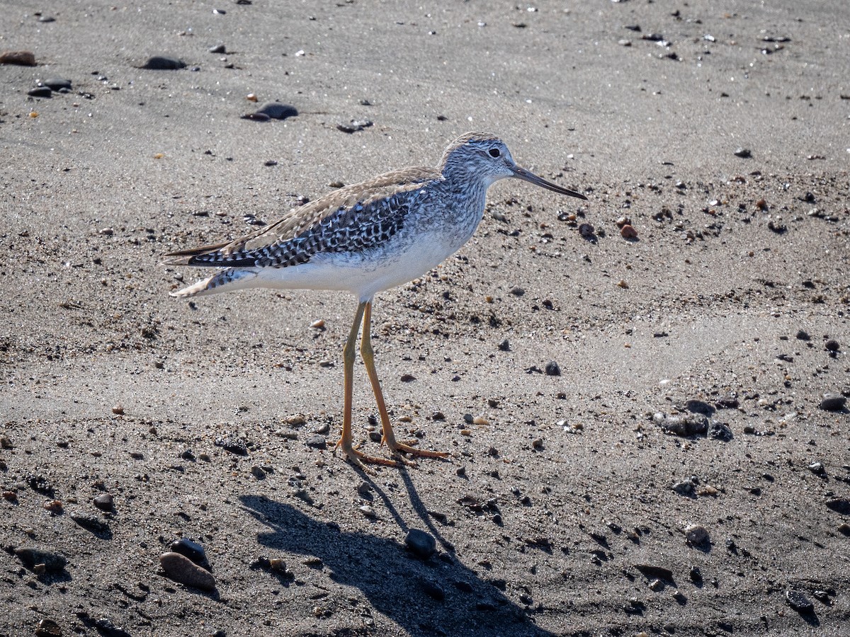 Greater Yellowlegs - ML612884116