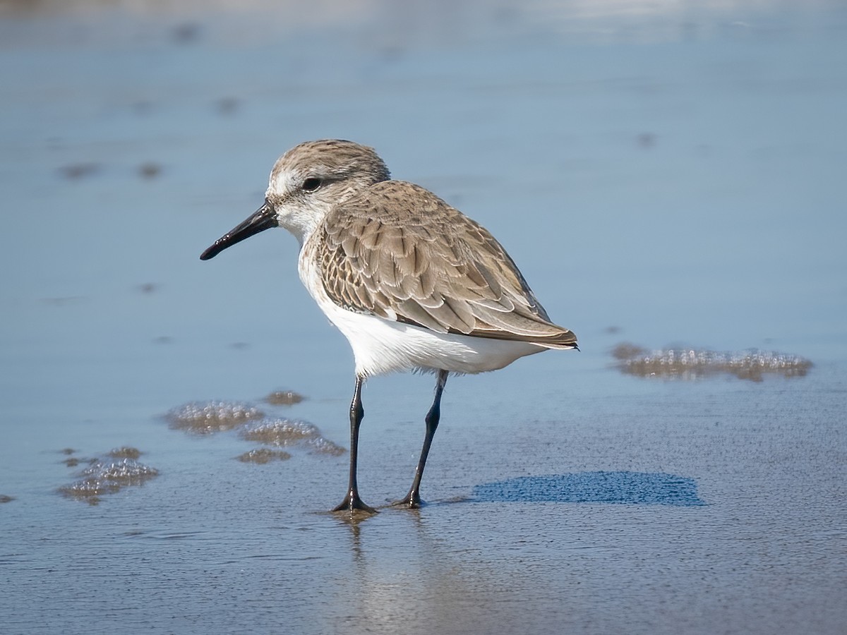 Western Sandpiper - ML612884143