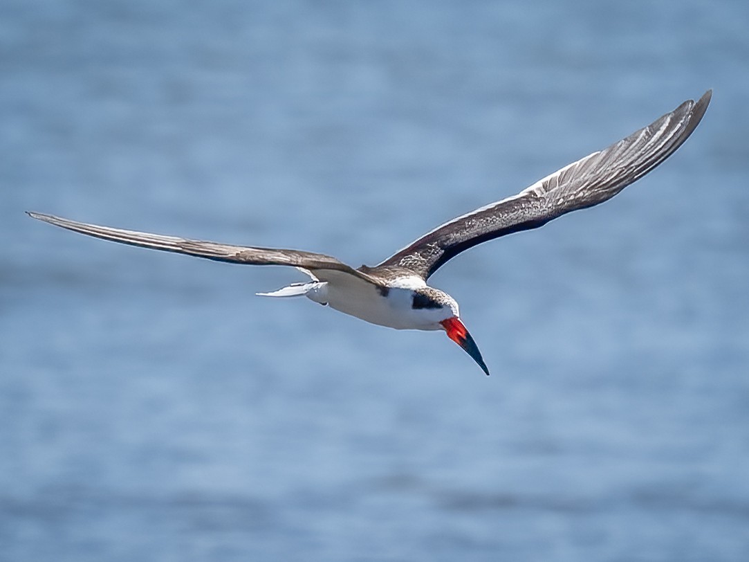 Black Skimmer - ML612884159