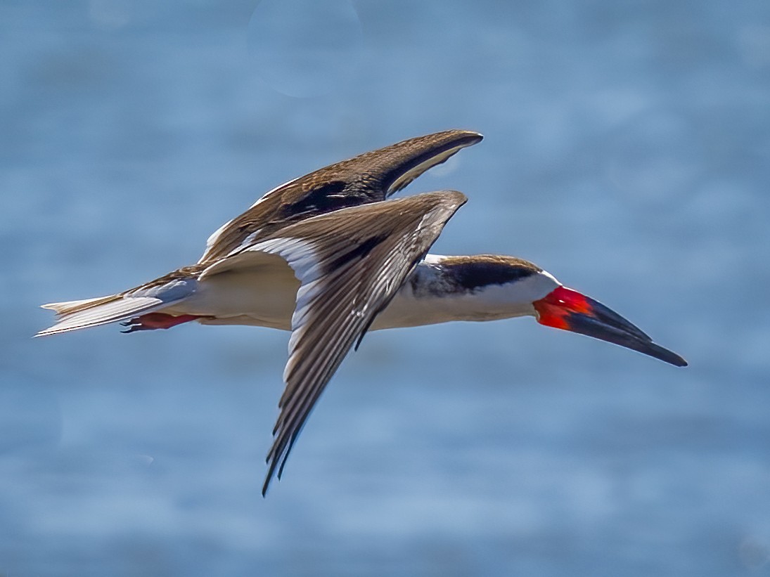 Black Skimmer - ML612884160