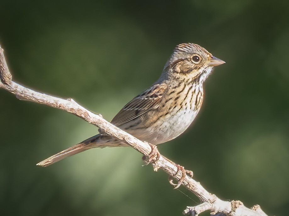 Lincoln's Sparrow - ML612884228