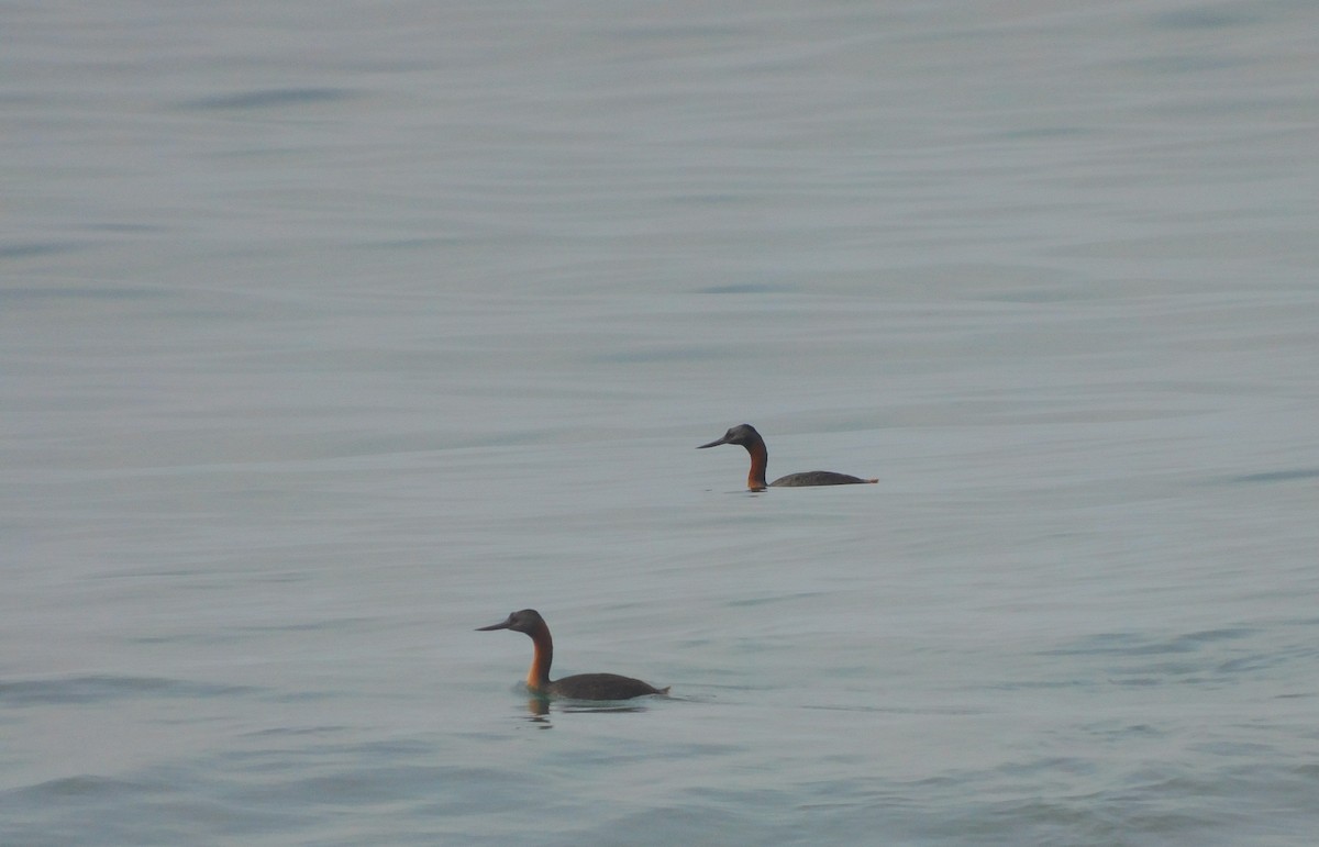 Great Grebe - ML612884274