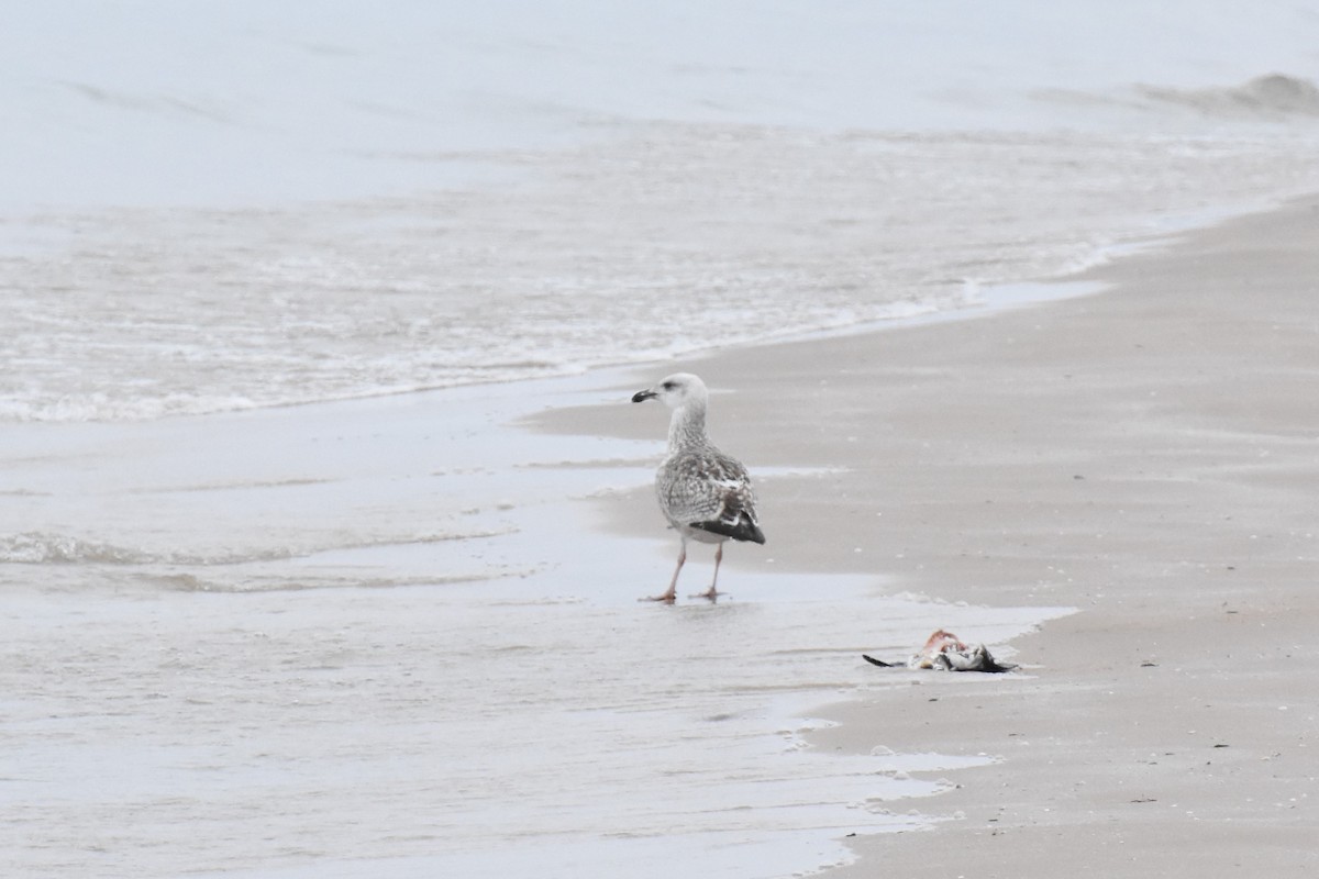 Great Black-backed Gull - ML612884343