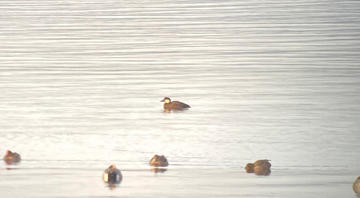 Common Scoter - Blair Whyte