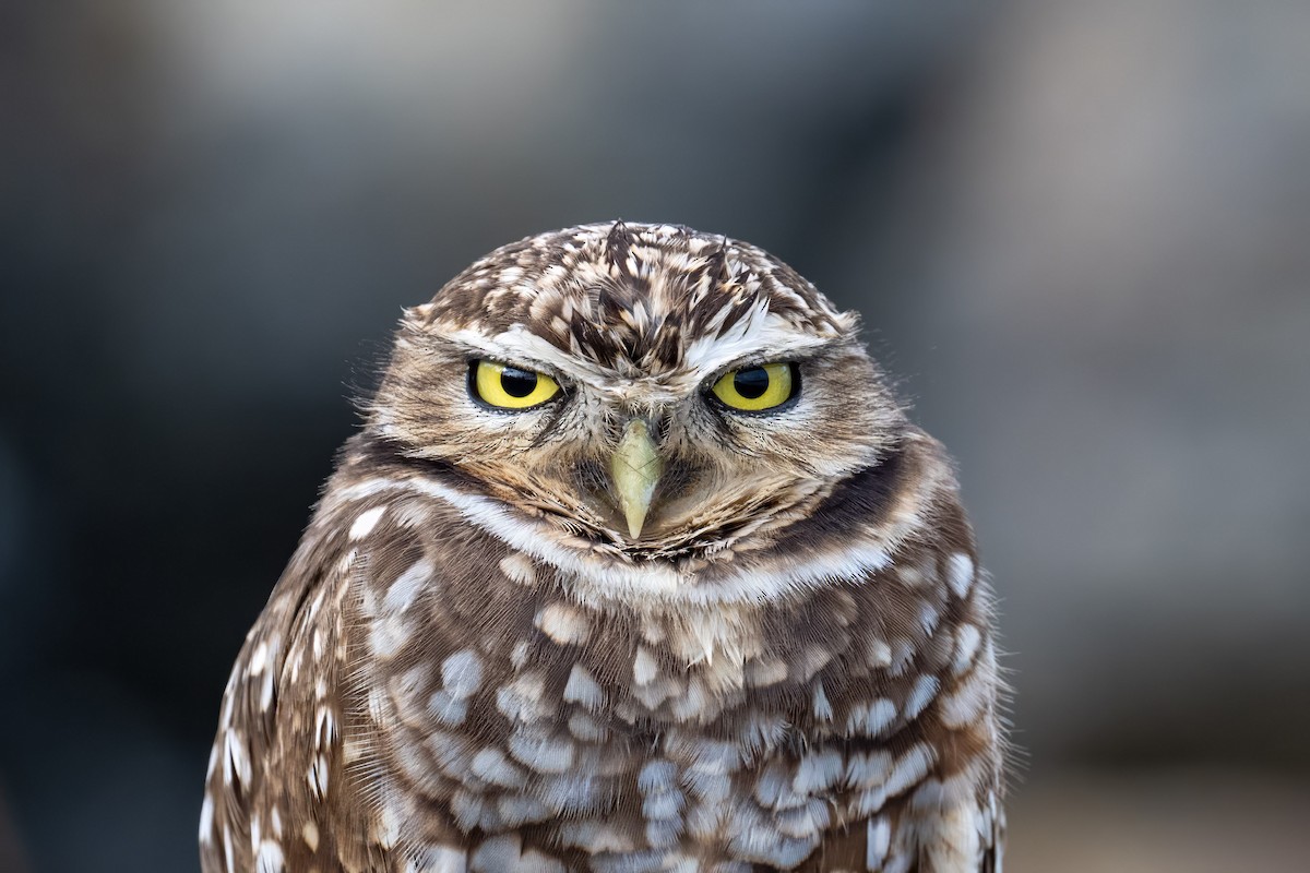 Burrowing Owl - ML612884379