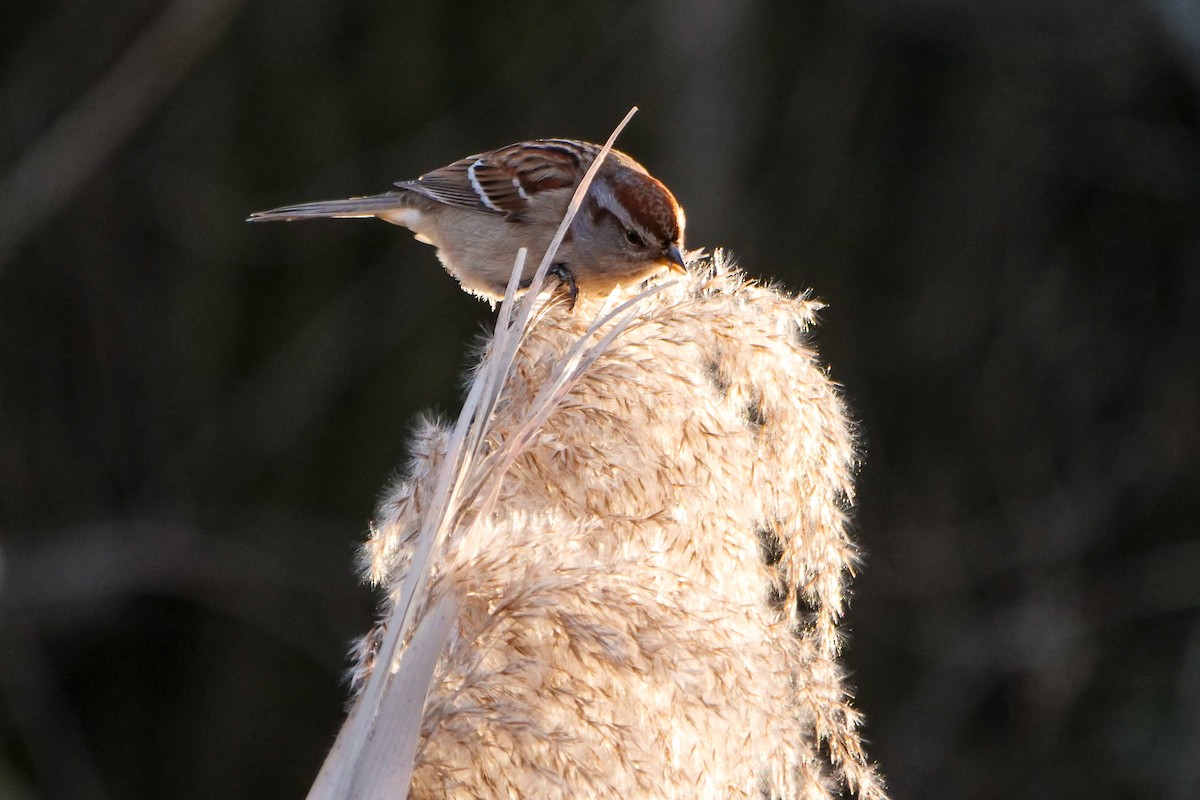 American Tree Sparrow - Doug Hosney