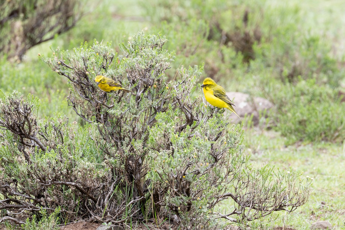 Yellow Canary - Peter Kwiatek
