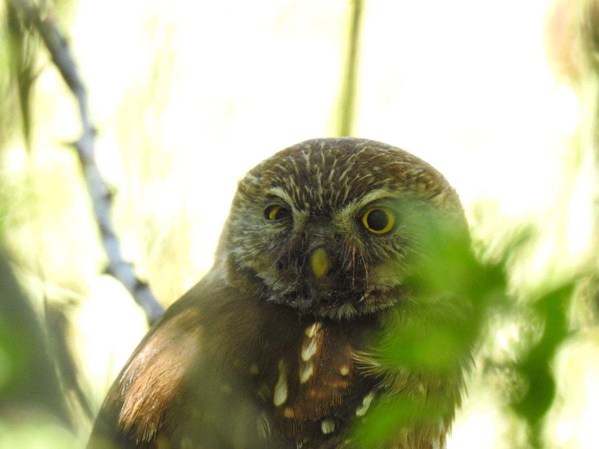 Austral Pygmy-Owl - ML612884465