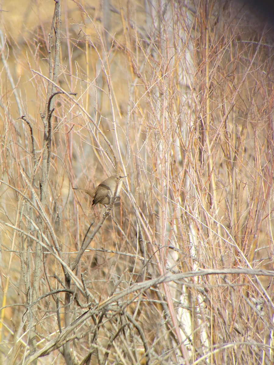 Northern House Wren - ML612884490