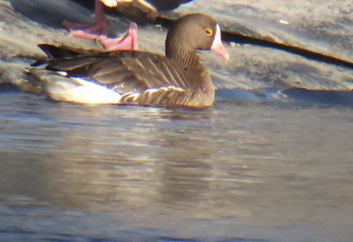Lesser White-fronted Goose - ML612884565