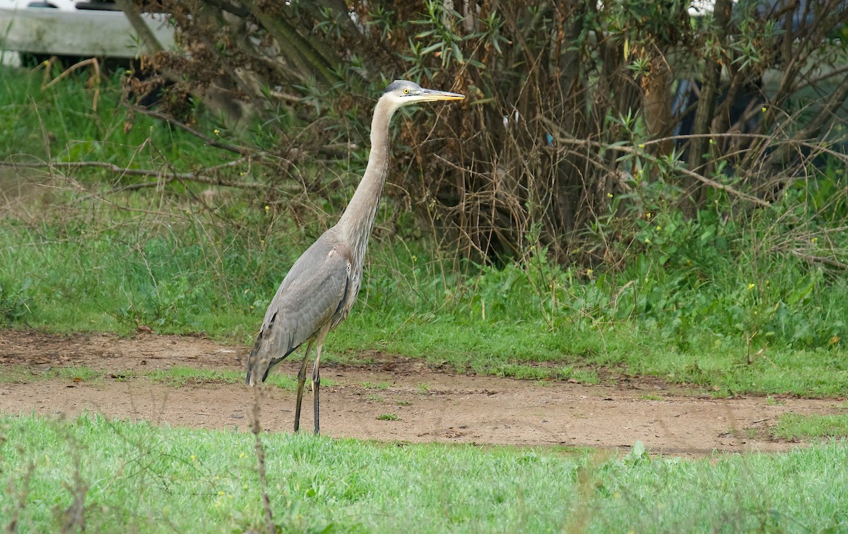 Great Blue Heron - ML612884575