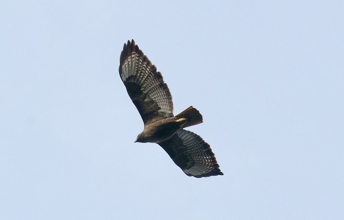 Red-tailed Hawk - ML612884586