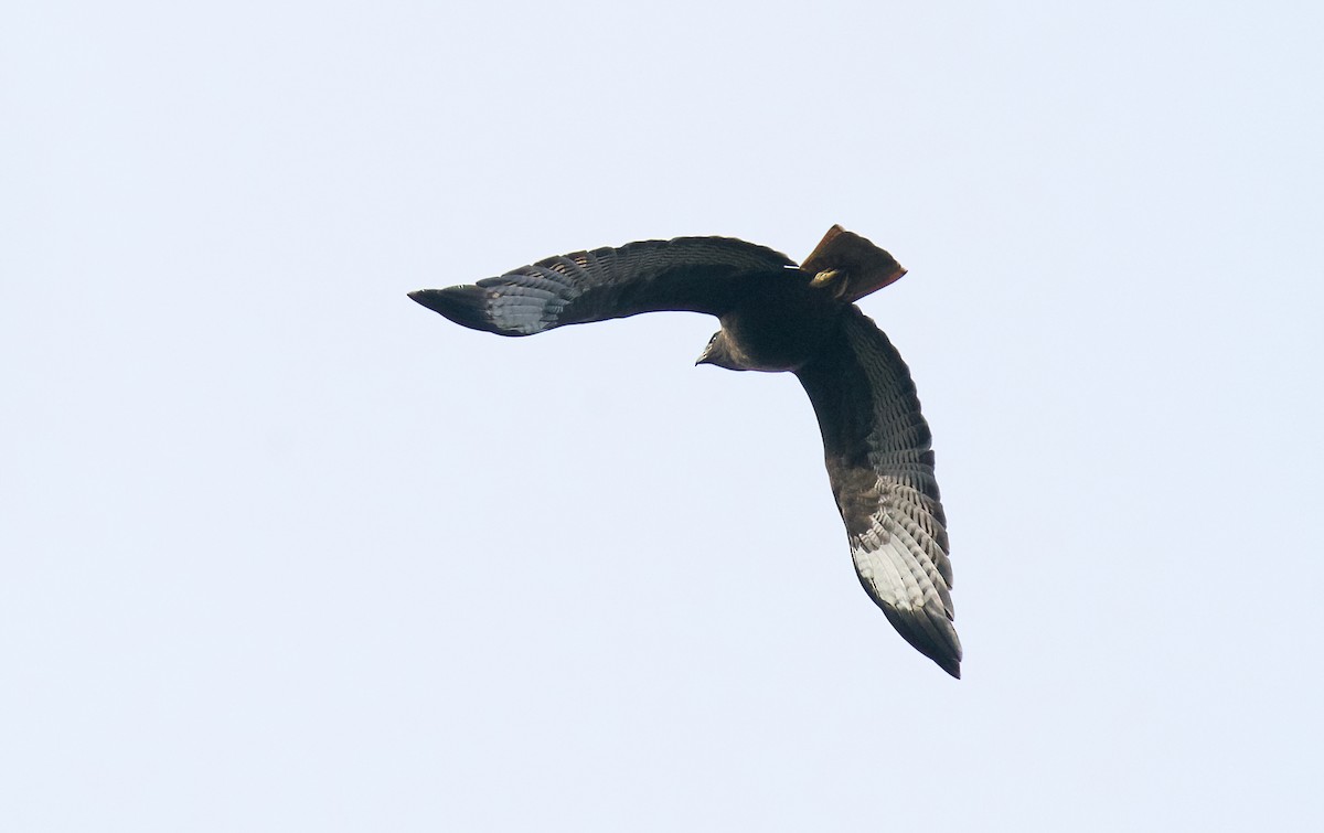 Red-tailed Hawk - ML612884587