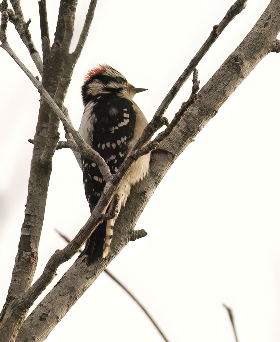 Downy Woodpecker - ML612884619